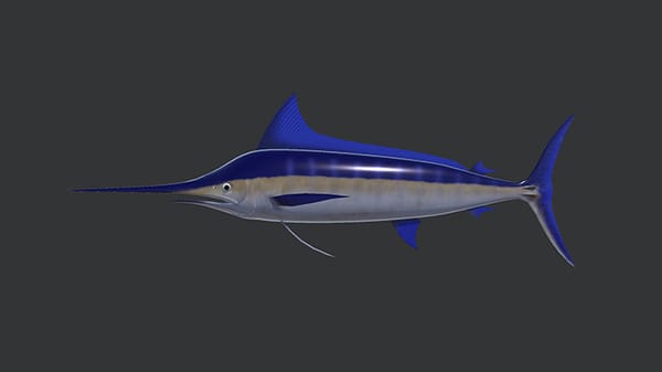 Swordfish